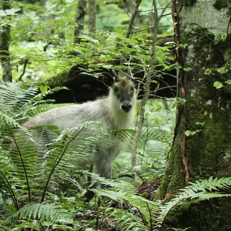CHAORAS スポーツてぬぐい / カモシカ